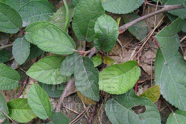 野地瓜一亩产量是多少 种植野地瓜几年能结果