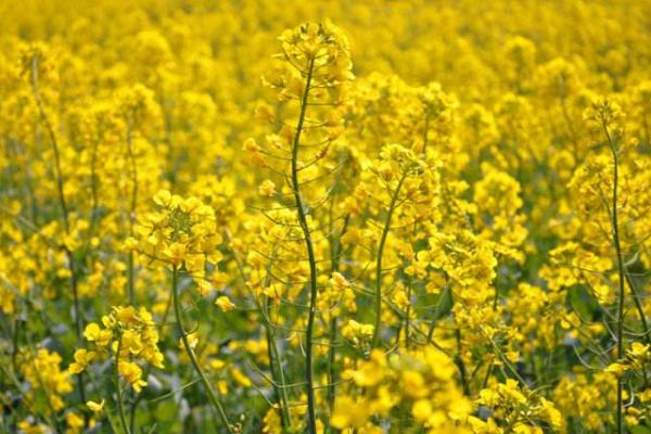 青海油菜花在哪里 门源油菜花什么时候开 青海湖门源油菜花花期是几月