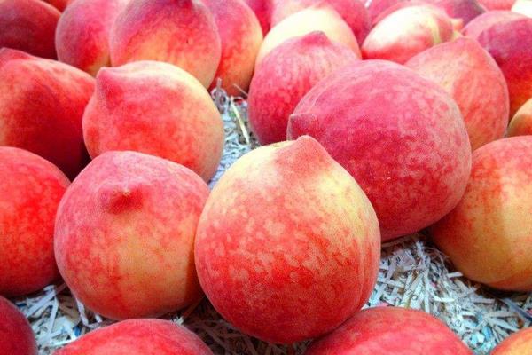 桃子有哪些品种 桃子可以加工成什么