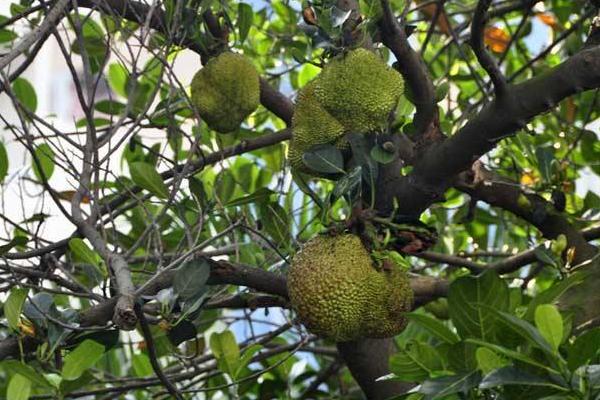 菠萝蜜树几年可以结果 菠萝蜜产地在哪里