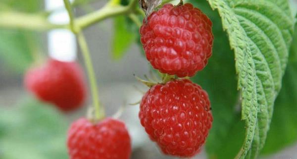 树莓怎么吃 孕妇可以吃树莓吗