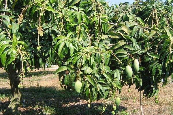芒果树在北方能种植吗 芒果树怎么种植