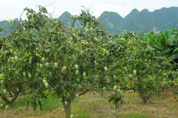 芒果树在北方能种植吗 芒果树怎么种植