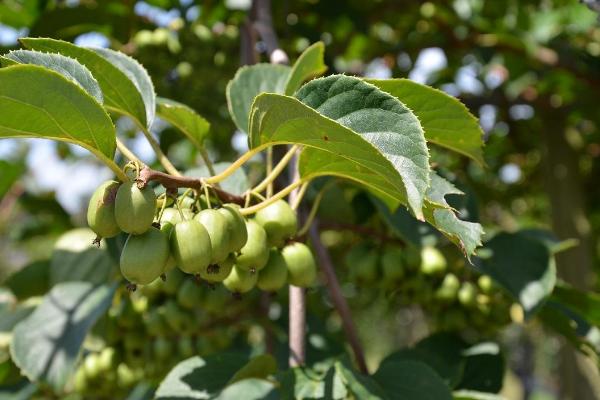 软枣猕猴桃几年结果 软枣猕猴桃栽培技术