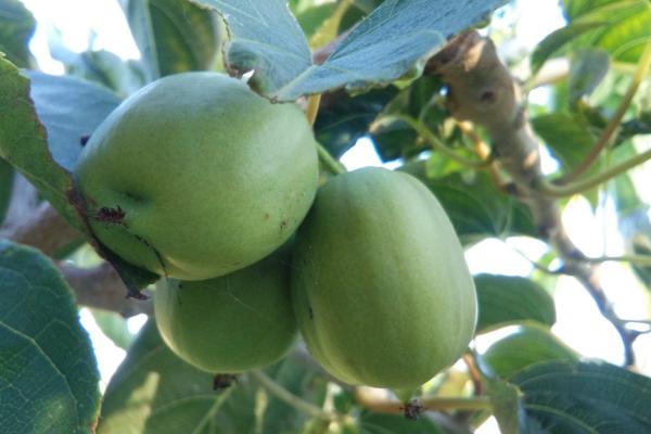 软枣猕猴桃几年结果 软枣猕猴桃栽培技术
