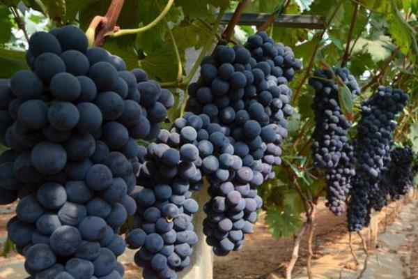 葡萄转色期最怕什么 葡萄籽可以种出葡萄吗