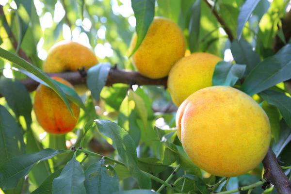 黄桃为什么那么贵 黄桃哪里产的最有名