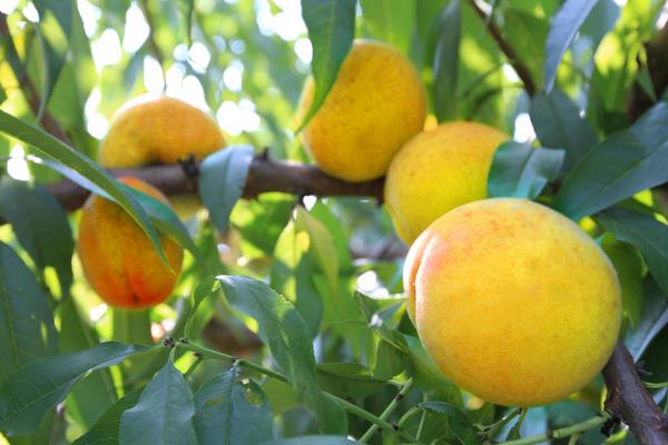 黄桃亩产多少斤 黄桃适合什么地方种植