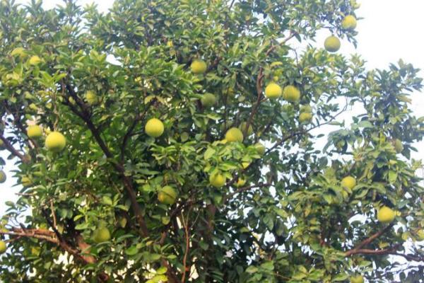 香泡树和柚子树的区别是什么 香泡树果实能吃吗