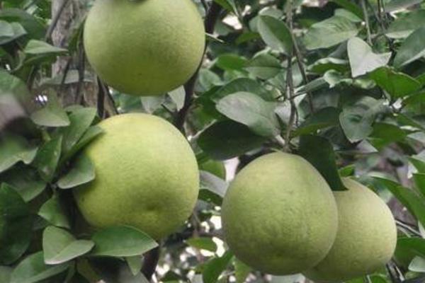 香泡树和柚子树的区别是什么 香泡树果实能吃吗