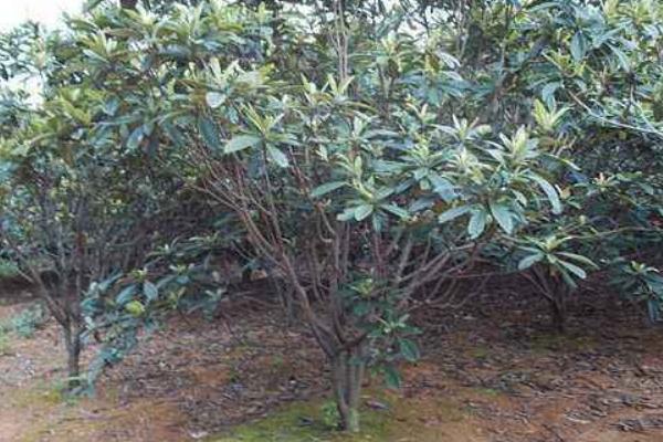 枇杷树几年结果 枇杷树种植技术