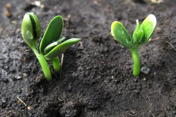 大豆生长期多少天 大豆深埋可以做肥料吗
