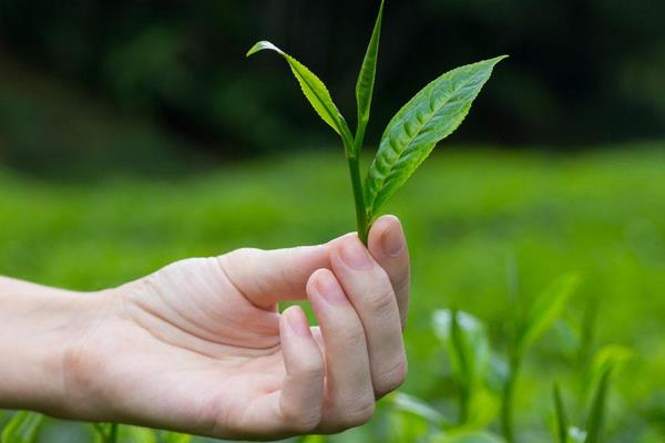 红茶和绿茶的区别是什么 白茶是绿茶吗