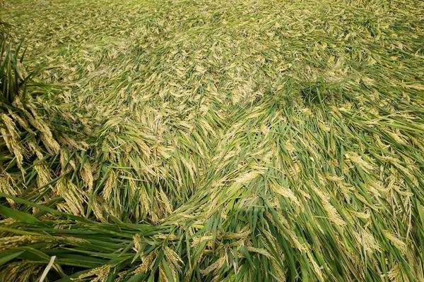 水稻生长期多少天 水稻一年最多几季