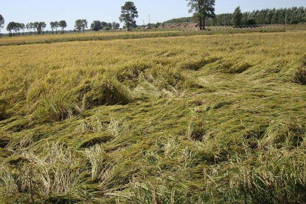 水稻生长期多少天 水稻一年最多几季