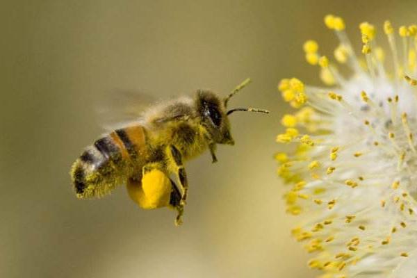 蜜蜂蛰人后为什么会死 蜜蜂为什么会蜇人