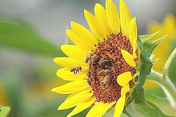 蜜蜂什么时候分蜂 蜜蜂为什么要采蜜