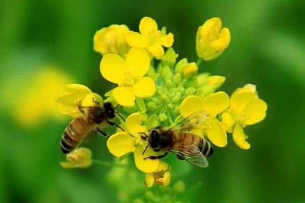 蜜蜂什么时候分蜂 蜜蜂为什么要采蜜