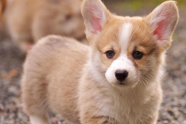 柯基犬为什么这么凶 柯基犬适合家里养吗