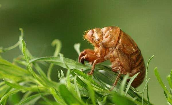吃金蝉的危害是什么孕妇能吃金蝉吗
