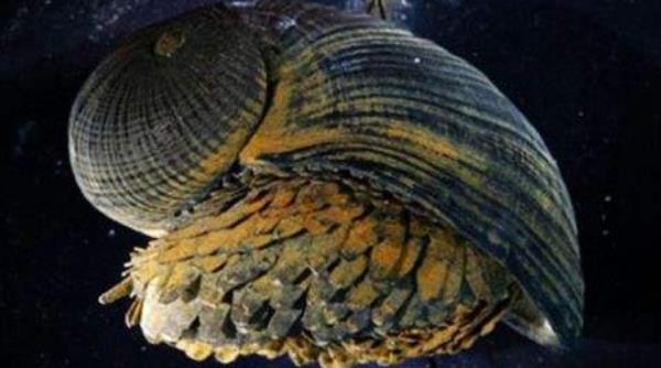 鳞角腹足蜗牛的壳硬吗 鳞角腹足蜗牛好养吗 鳞角腹足蜗牛分布范围