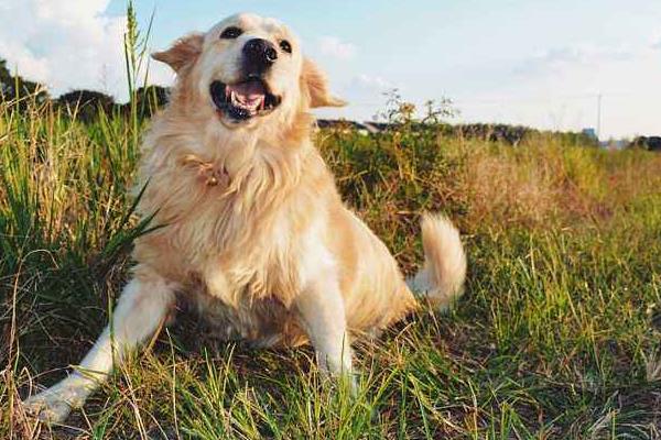 金毛犬哪个色系最贵 金毛犬吃什么狗粮最好