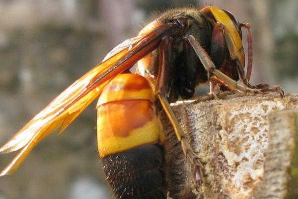 胡蜂和马蜂的区别是什么 被胡蜂蛰了怎么办