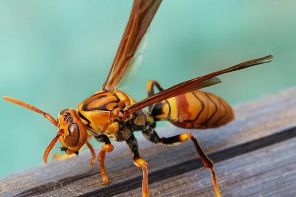 胡蜂和马蜂的区别是什么 被胡蜂蛰了怎么办