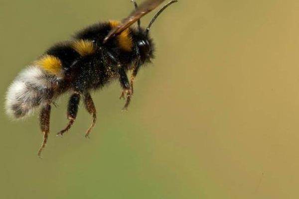 黑色的蜜蜂是什么蜂 黑色的蜜蜂有毒吗