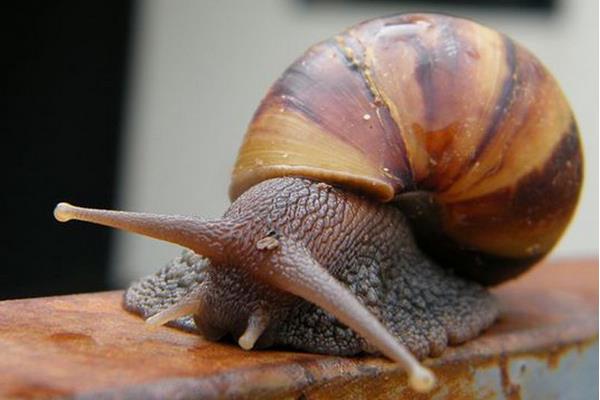 非洲大蜗牛怎么吃 中国人为什么不吃蜗牛