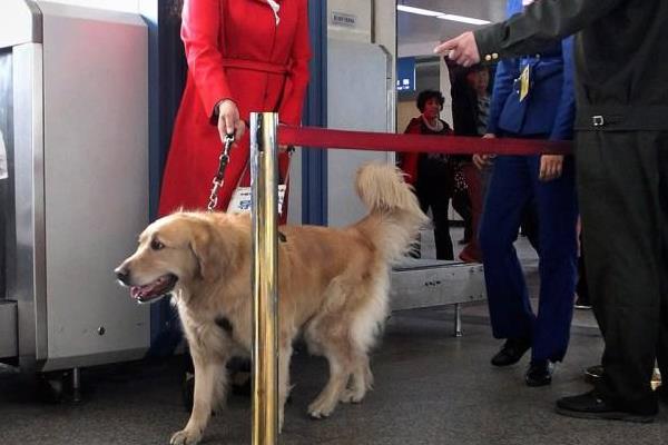 导盲犬是什么狗 导盲犬为什么不能摸