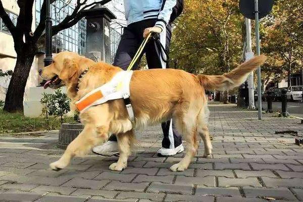导盲犬是什么狗 导盲犬为什么不能摸