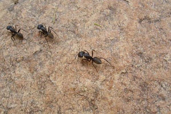 蚂蚁为什么要搬死蚂蚁 蚂蚁为什么摔不死