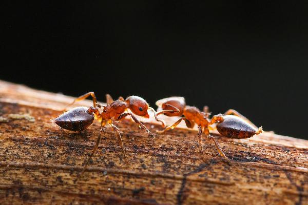 蚂蚁为什么要搬死蚂蚁 蚂蚁为什么摔不死
