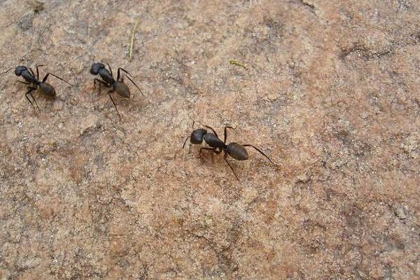 蚂蚁靠什么认路 蚂蚁为什么不会迷路