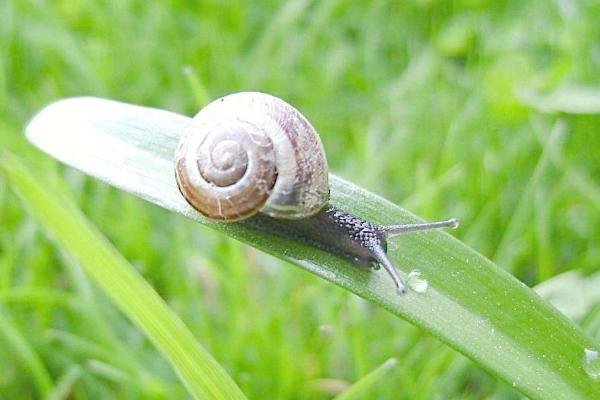 家里出现蜗牛预示什么 蜗牛是不是害虫