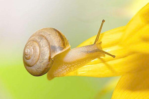 家里出现蜗牛预示什么 蜗牛是不是害虫