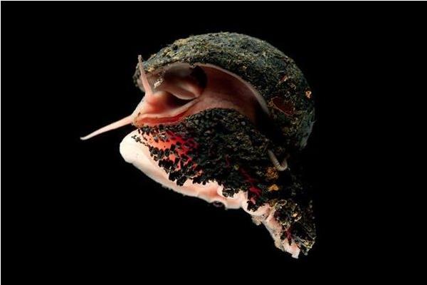 鳞角腹足蜗牛有多硬 鳞角腹足蜗牛的天敌是谁 鳞角腹足蜗牛能养吗