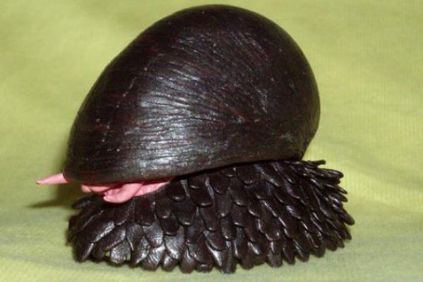 鳞角腹足蜗牛有多硬 鳞角腹足蜗牛的天敌是谁 鳞角腹足蜗牛能养吗