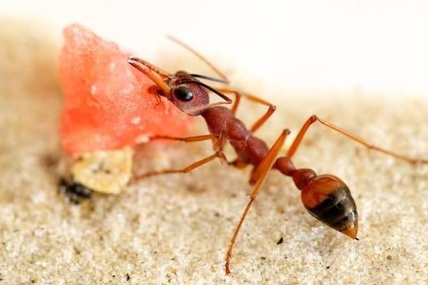 世界上最大的蚂蚁有多大 世界上最厉害的蚂蚁是什么