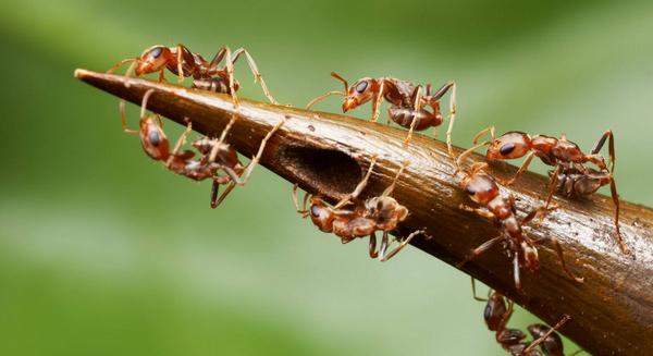 世界上最大的蚂蚁有多大 世界上最厉害的蚂蚁是什么