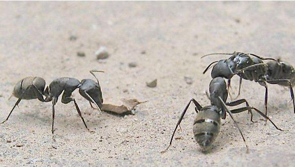 家里出现蚂蚁预示什么 家里出现飞蚂蚁的原因