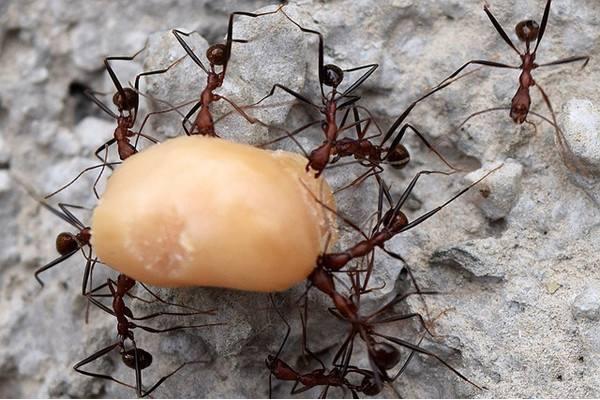 蚂蚁最怕什么 蚂蚁药哪种好 蚂蚁多怎么彻底清除