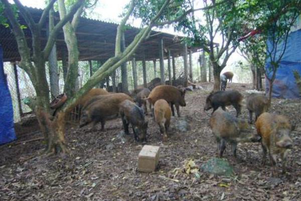 养野猪需要什么条件 野猪吃什么