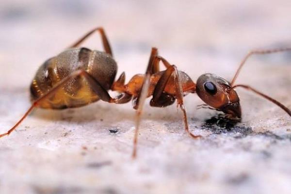 被蚂蚁咬了会怎么样 蚂蚁有毒吗