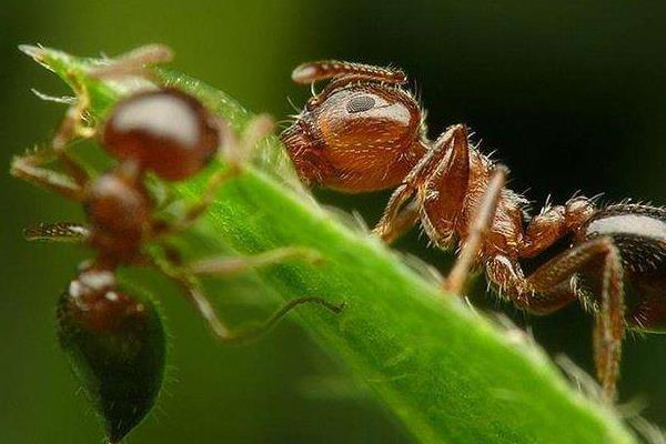 被蚂蚁咬了会怎么样 蚂蚁有毒吗