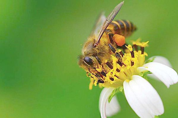 蜜蜂怕什么怎么驱赶 蜜蜂能活多久