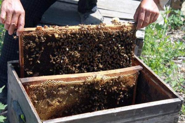 蜜蜂怕什么怎么驱赶 蜜蜂能活多久