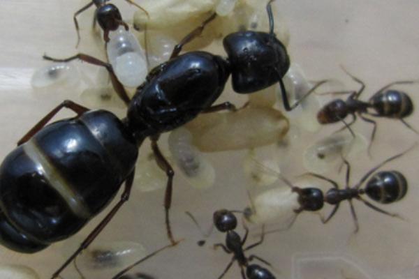 蚂蚁为什么要杀死蚁后 蚂蚁没有蚁后能活多久