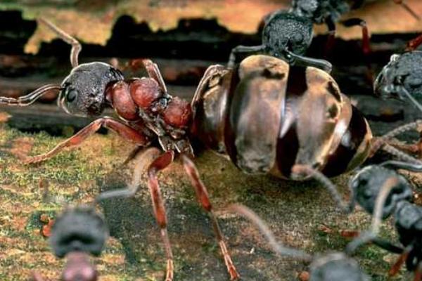 蚂蚁为什么要杀死蚁后 蚂蚁没有蚁后能活多久